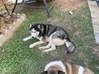 Adopt Molly a Black - with White Husky / Mixed dog in Magnolia, TX (41385575)