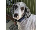 Adopt Bella & Karly a White - with Gray or Silver Poodle (Standard) / Mixed dog