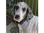 Adopt Bella a White - with Gray or Silver Poodle (Standard) / Mixed dog in