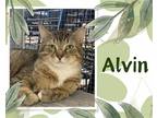 Adopt Alvin a Brown Tabby Domestic Shorthair / Mixed cat in Hamilton