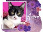 Adopt Amira a Black & White or Tuxedo Domestic Shorthair / Mixed cat in