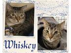 Adopt Whiskey a Brown Tabby Domestic Shorthair / Mixed cat in Hamilton
