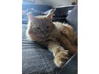 Adopt Clarence a Orange or Red Tabby Tabby / Mixed (long coat) cat in Lakewood