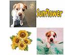 Sunflower Terrier (Unknown Type, Medium) Puppy Female