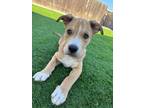 Adopt Rufio a Tan/Yellow/Fawn - with White Pit Bull Terrier / Mixed dog in Los