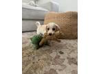 Adopt Peanut a Tan/Yellow/Fawn Beagle / Mixed dog in Los Angeles, CA (41385454)