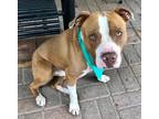 Adopt Jesse a Brown/Chocolate American Pit Bull Terrier / Mixed Breed (Medium) /