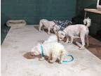 Adopt ADOPTED! Josette (Josie) a White Bichon Frise / Mixed dog in Pennsauken