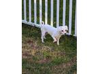 Adopt ADOPTED! Chanel a White Bichon Frise / Mixed dog in Pennsauken