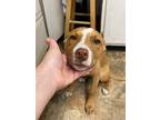Adopt Maple a Labrador Retriever / Mixed dog in Darlington, SC (41384756)