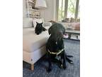 Adopt Mishka a Black - with White Labrador Retriever / Mixed dog in Washington