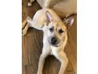 Adopt Schmidt a Brown/Chocolate - with White Shepherd (Unknown Type) /
