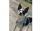 Adopt Memphis a White - with Black Rat Terrier / Mixed Breed (Small) / Mixed dog