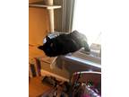 Adopt Ciara a All Black Domestic Mediumhair / Mixed (medium coat) cat in