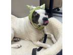 Adopt Duchess a White American Pit Bull Terrier / Mixed dog in Batavia