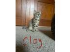 Adopt Clay a Domestic Mediumhair / Mixed (short coat) cat in Meriden