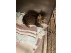 Adopt Pozzi a Domestic Mediumhair / Mixed (short coat) cat in Meriden