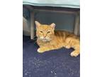 Adopt Flavor Blasted Cheez-It a Orange or Red Domestic Shorthair / Domestic