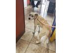 Adopt Lucy Baby a Tan/Yellow/Fawn Mixed Breed (Small) / Mixed Breed (Medium) /