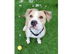 Adopt Agnes a Tan/Yellow/Fawn American Pit Bull Terrier / Mixed Breed (Medium) /