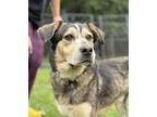 Adopt Patten a Black Shepherd (Unknown Type) / Mixed dog in Moultrie