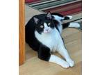 Adopt Alfie (Alfalfa) a Black & White or Tuxedo Domestic Shorthair / Mixed cat