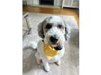 Adopt Cooper a White - with Black Goldendoodle / Mixed dog in Trumbull