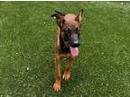 Adopt Mel a Red/Golden/Orange/Chestnut - with Black Belgian Malinois / Mixed dog