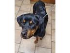 Adopt LADYBUG a Black - with Tan, Yellow or Fawn Rottweiler / Mixed dog in
