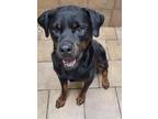 Adopt JAEGER a Black - with Tan, Yellow or Fawn Rottweiler / Mixed dog in