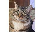 Adopt BowBow a Brown or Chocolate Tabby / Mixed (medium coat) cat in Portsmouth