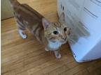 Adopt Calvin a Orange or Red Domestic Shorthair / Mixed (short coat) cat in