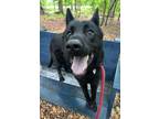 Adopt Mandalorian 5 (Echo) a Black Mixed Breed (Large) / Mixed dog in Baltimore