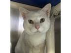 Adopt Casper a White Domestic Shorthair / Mixed Breed (Medium) / Mixed (short