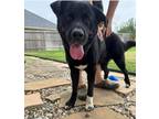 Adopt Yogi a Black - with White Labrador Retriever / Mixed dog in Humble