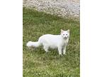 Adopt Hayley a White Domestic Longhair / Mixed (long coat) cat in Greer