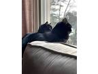Adopt Cinder a All Black Domestic Shorthair / Mixed (short coat) cat in
