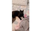 Adopt Blacky a Black (Mostly) American Shorthair / Mixed (short coat) cat in