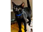 Adopt Speckles a Domestic Shorthair / Mixed (short coat) cat in Tiffin