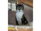 Adopt Kitty a Domestic Shorthair / Mixed (short coat) cat in Cambridge