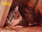 Adopt Kitty a Domestic Shorthair / Mixed (short coat) cat in Cambridge