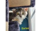 Adopt Barlee a Domestic Shorthair / Mixed (short coat) cat in Cambridge
