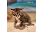 Adopt Solstice a Domestic Shorthair / Mixed (short coat) cat in Cambridge