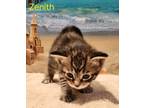 Adopt Zenith a Domestic Shorthair / Mixed (short coat) cat in Cambridge