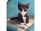 Adopt Eclipse a Domestic Shorthair / Mixed (short coat) cat in Cambridge