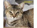 Adopt Cleopatra a Domestic Shorthair / Mixed (short coat) cat in Cambridge