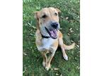 Adopt Shiru a German Shepherd Dog / American Pit Bull Terrier / Mixed dog in