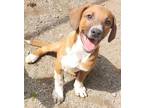 Adopt Mickey a Hound (Unknown Type) / Mixed dog in Port Jervis, NY (41369289)