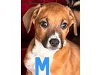 Adopt Mickey a Hound (Unknown Type) / Mixed dog in Port Jervis, NY (41369289)