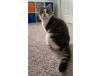 Adopt Peach a Domestic Shorthair / Mixed (short coat) cat in Fargo